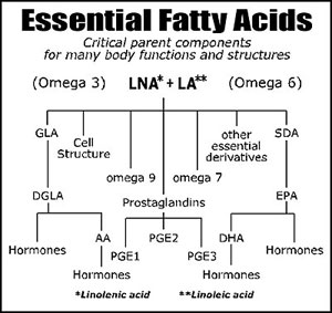 The Role of Essential Fatty Acids